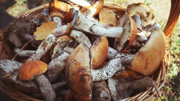 mushrooms