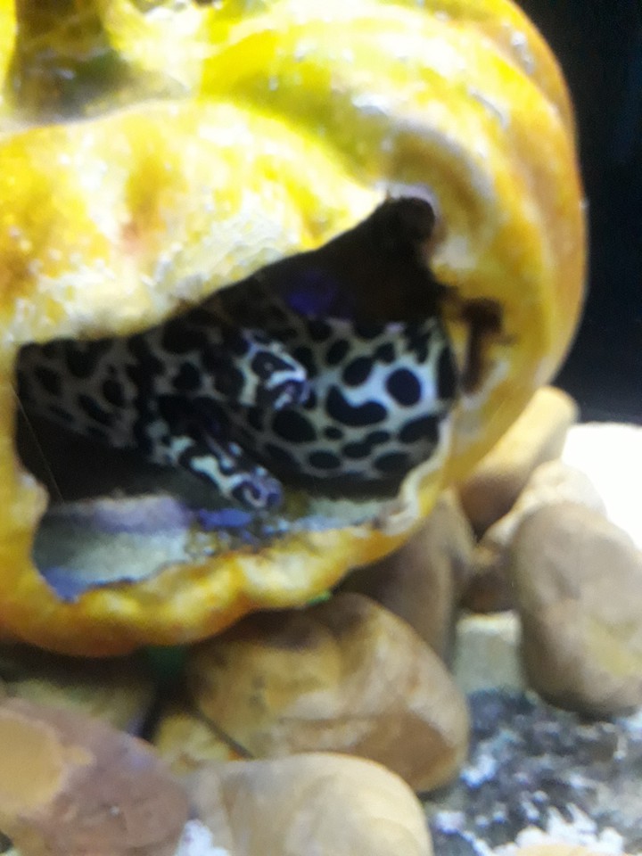 pumpkin fish