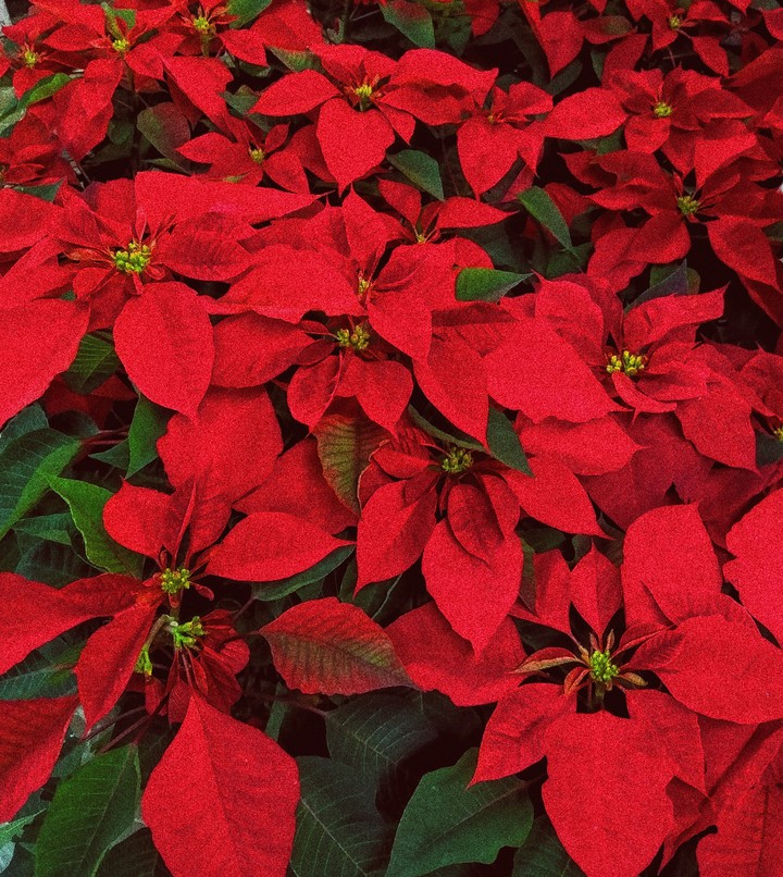 red flowers