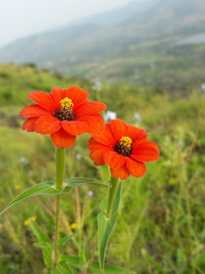 beautiful flowers.☺