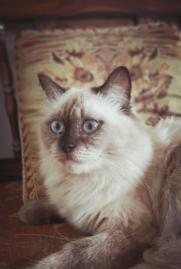 cato...