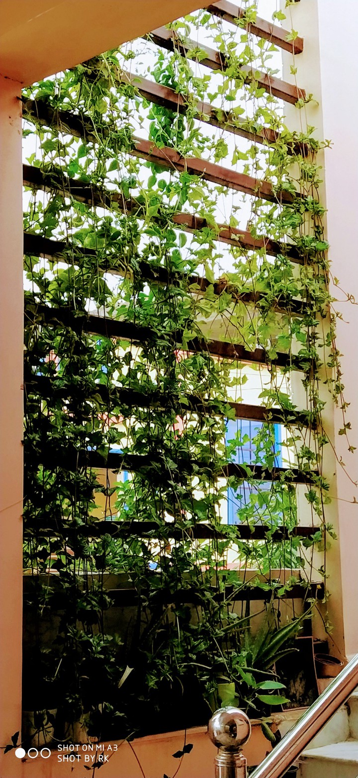 Full Greenery with banch of leafs