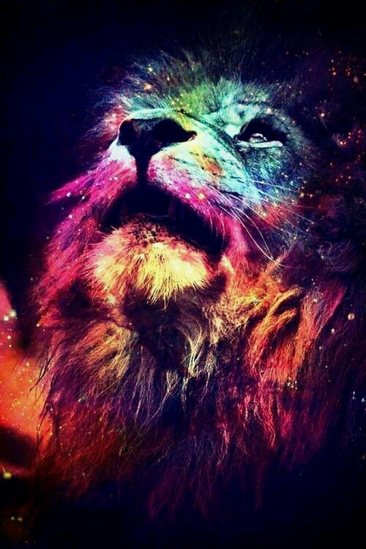 Lion HD Wallpaper
