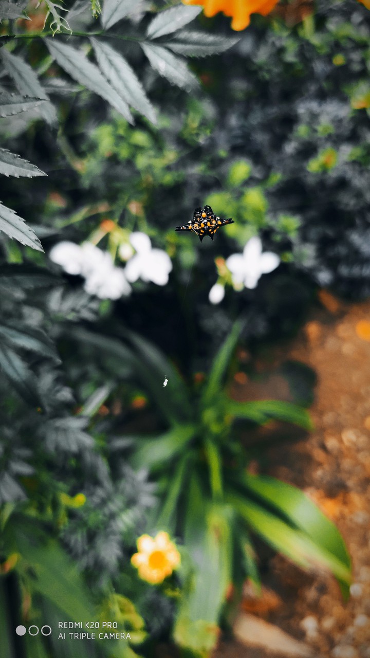 spider