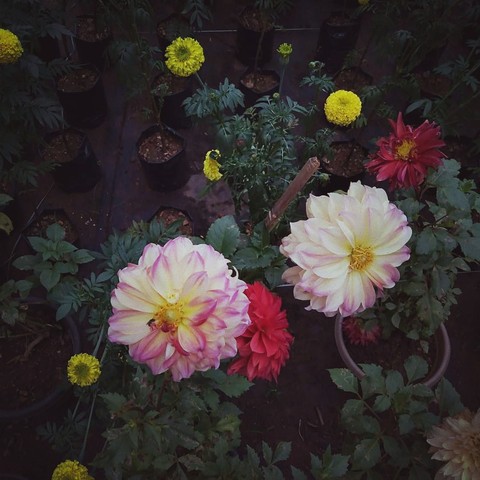 flower