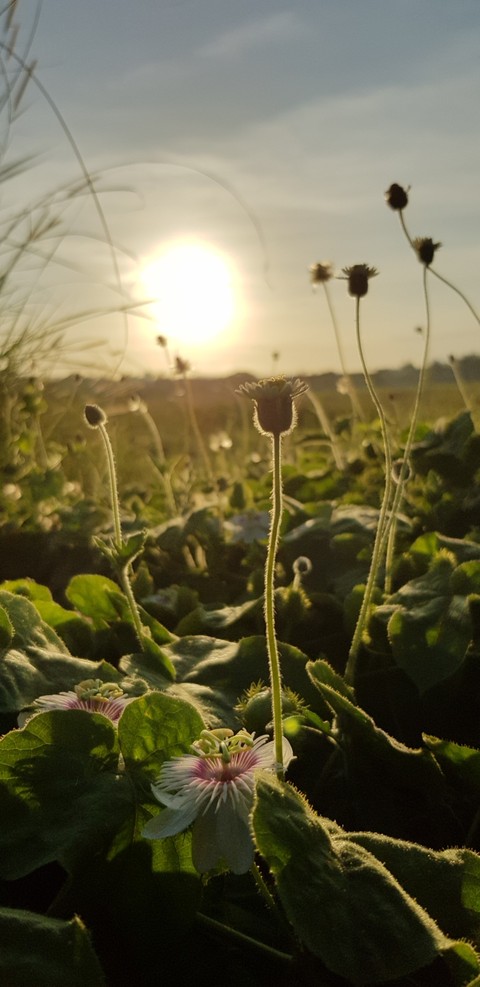 meadow, light duvar kağıtları