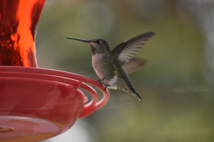 feeding time
