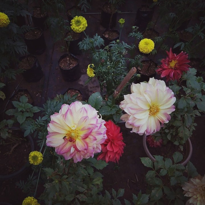 flower