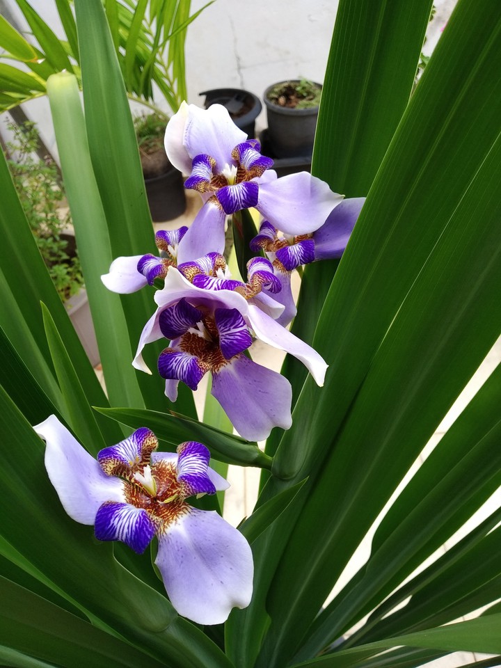 Flor de Liz