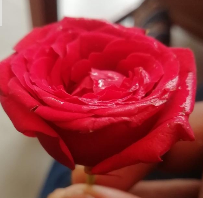 beauty