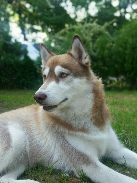 Siberian husky on Silver lake