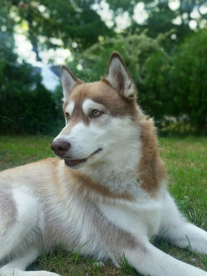 Siberian husky on Silver lake