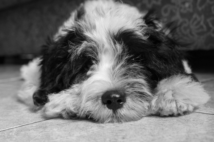 Chester