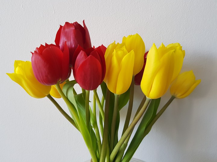 tulipes