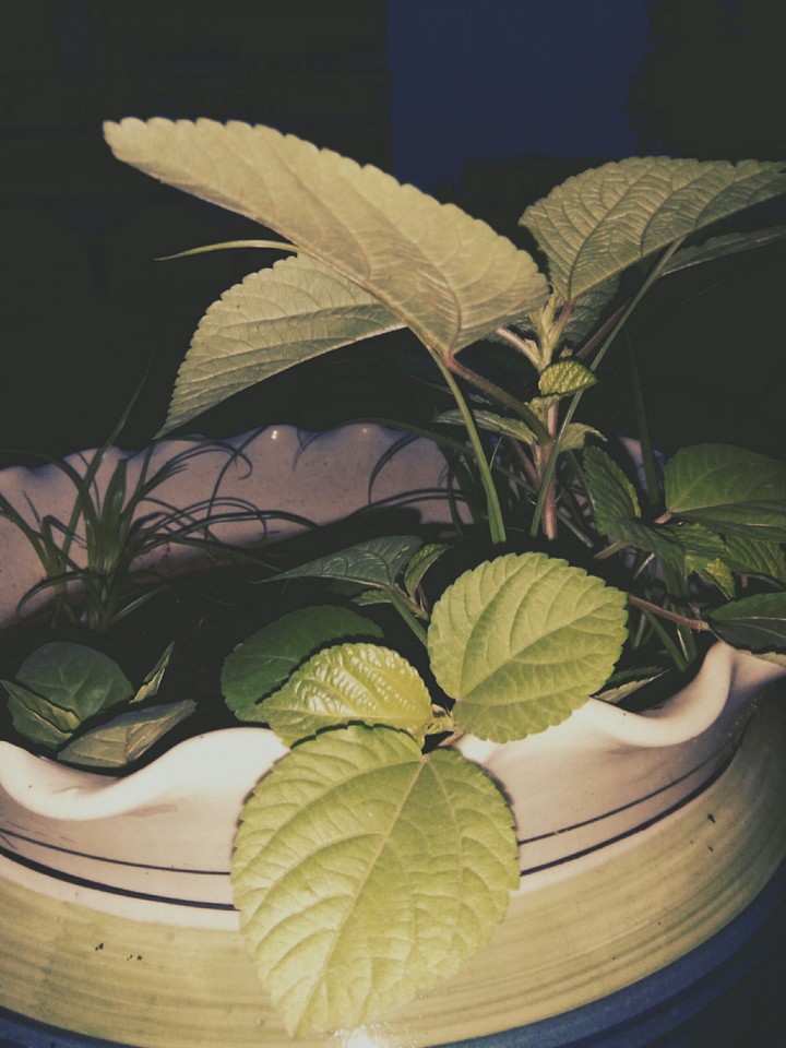 the floweRpot