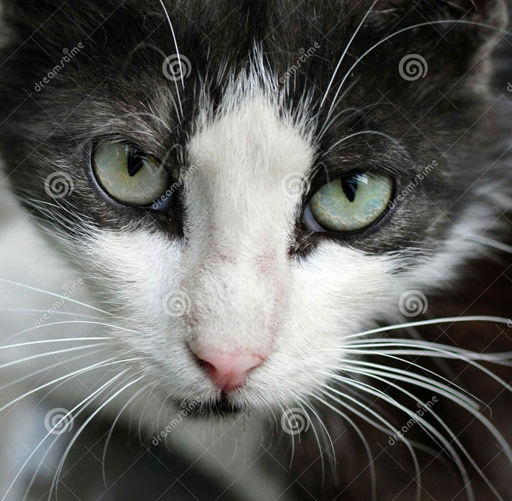 Un petit chat