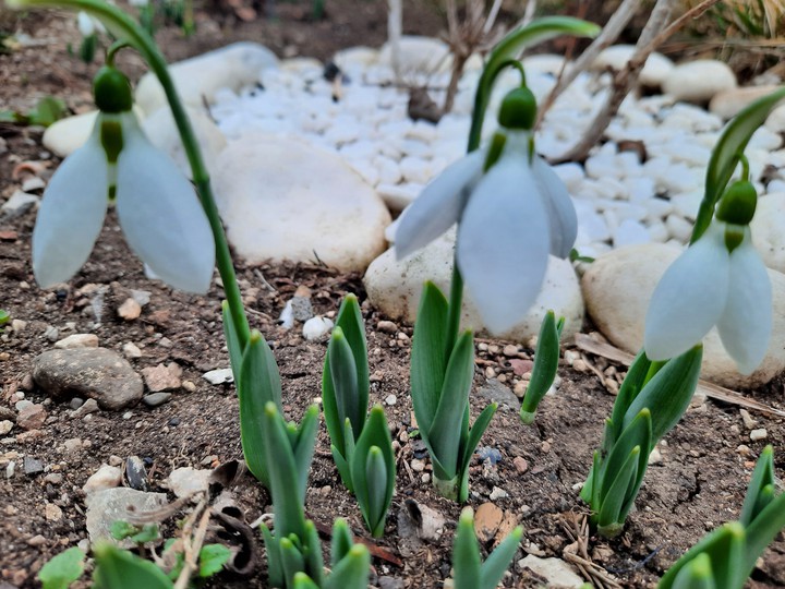 spring comes