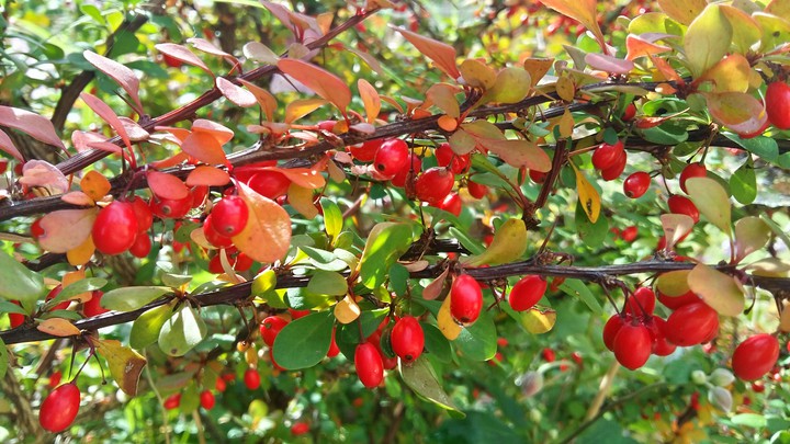 Herbst