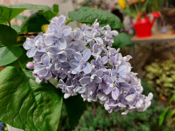 lilac