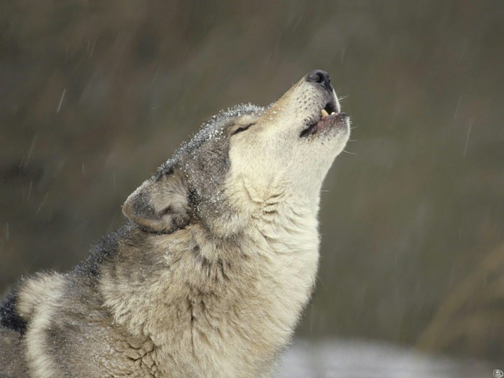 animal