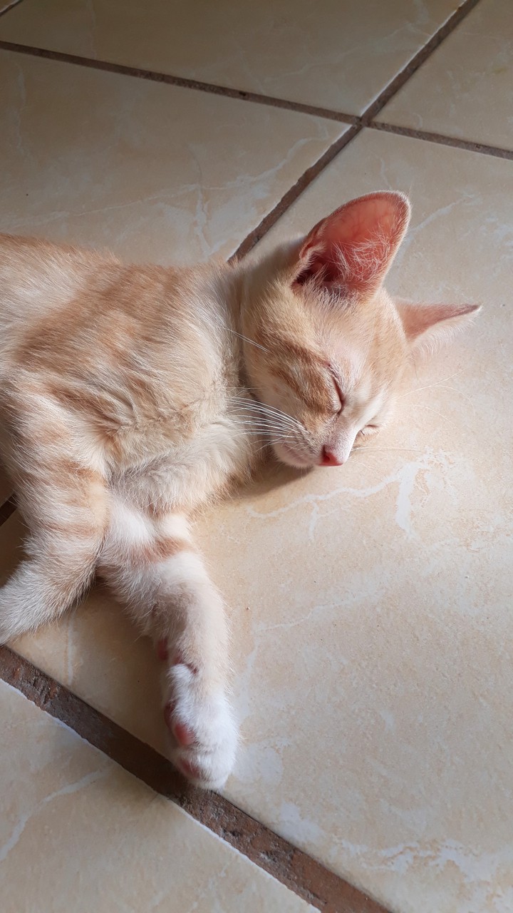 Kitty