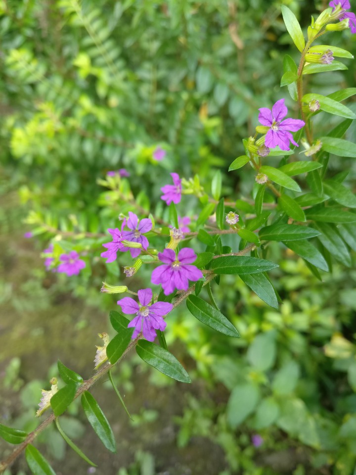small flowers