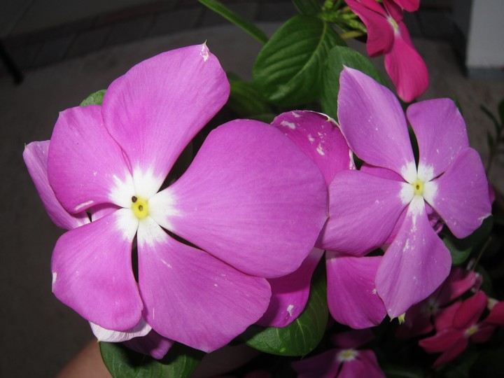 Beautiful pink flowers