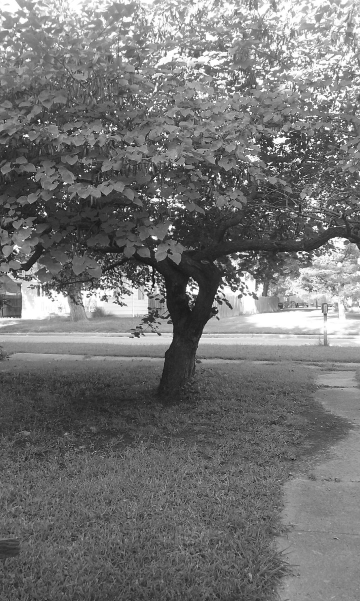 The Tree