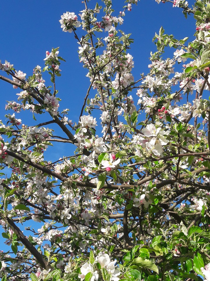 Baumblüte