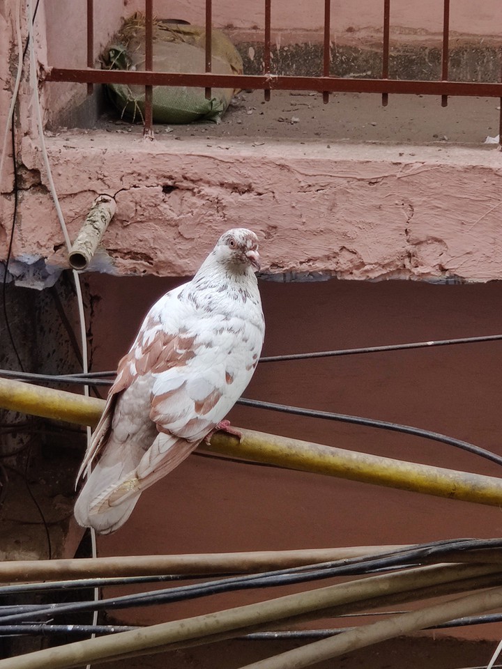 a unique pegion