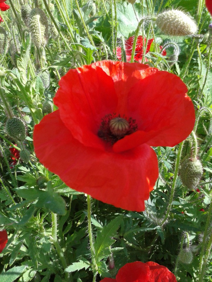Blume