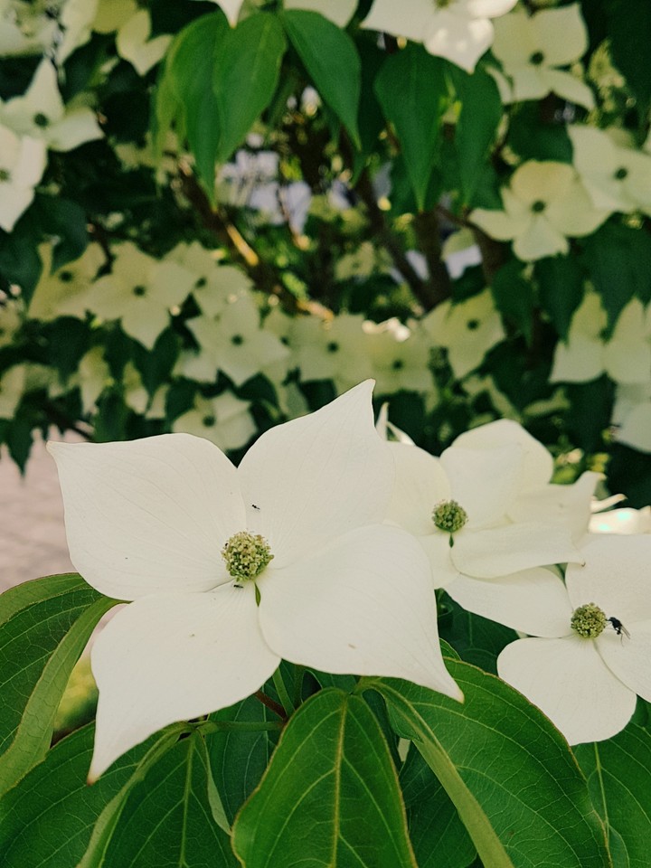 Flower