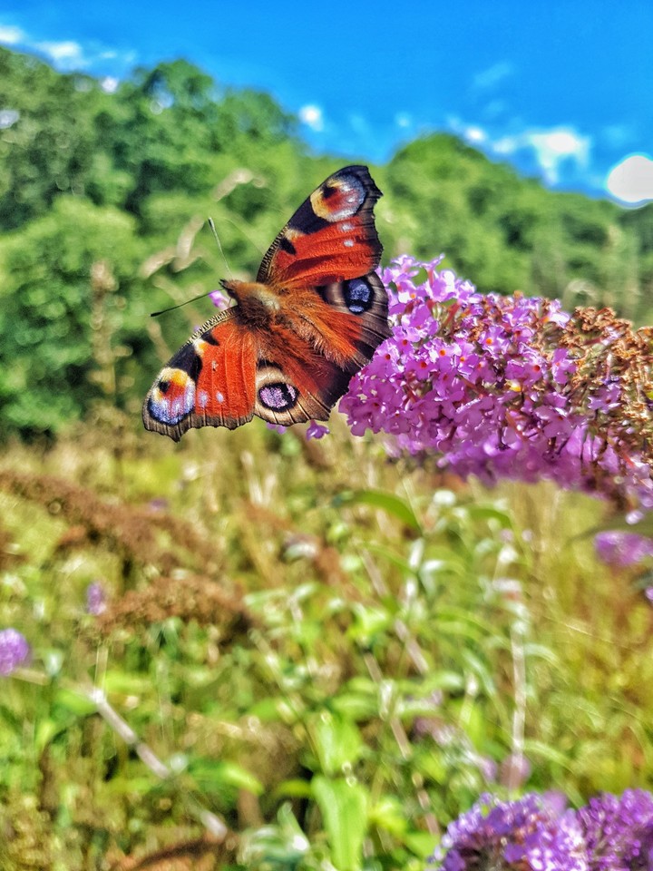 butterfly