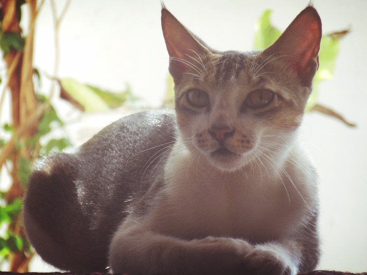 My Model