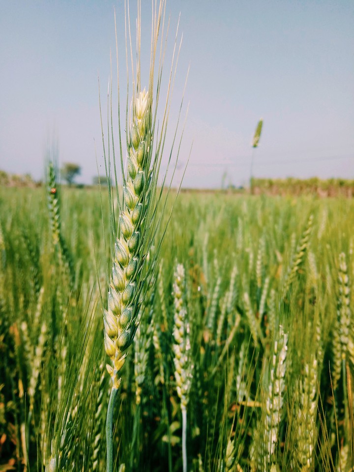 wheat 2