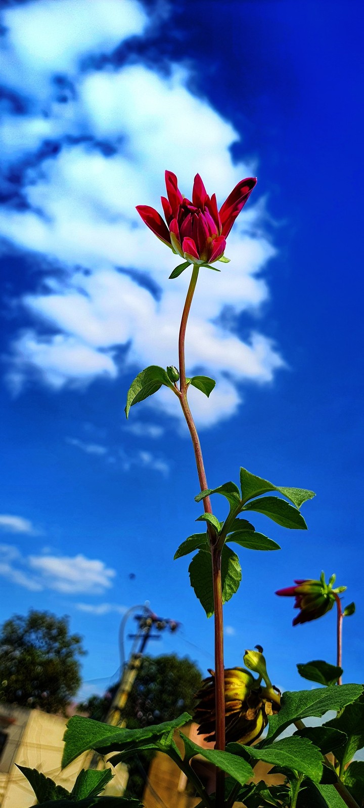 rose