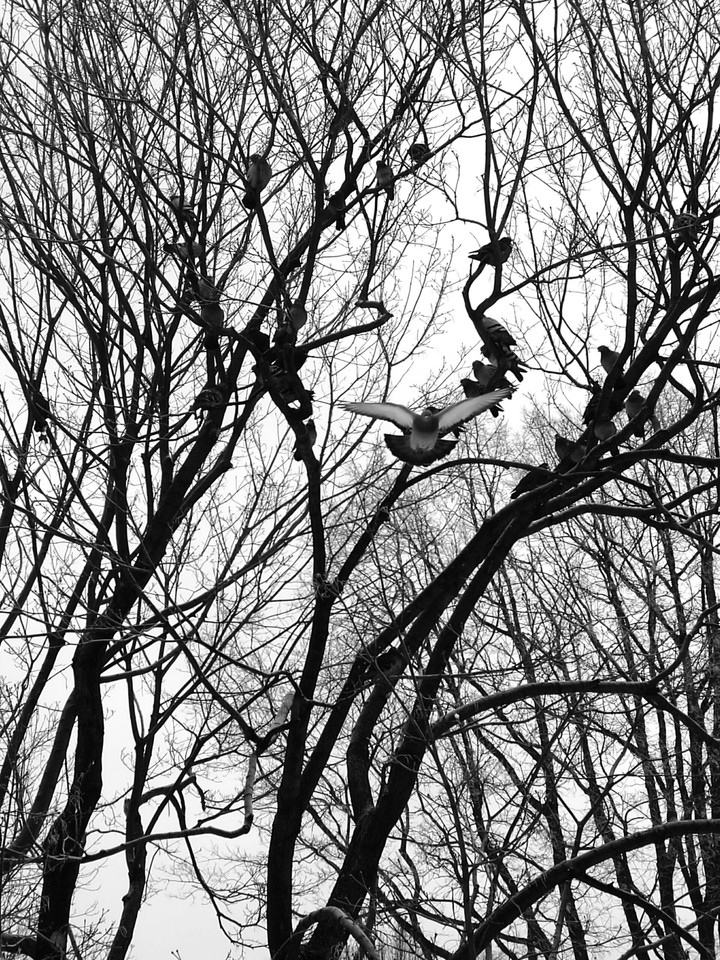 Birds