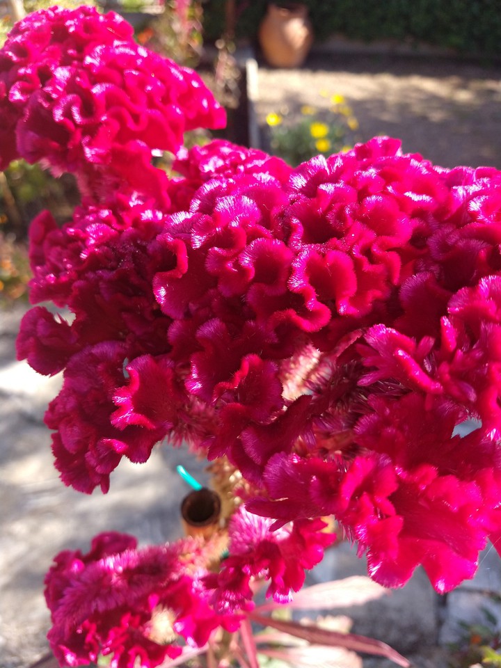 coral flower