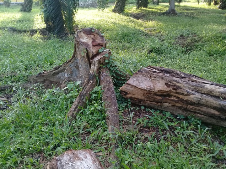 akar pokok durian