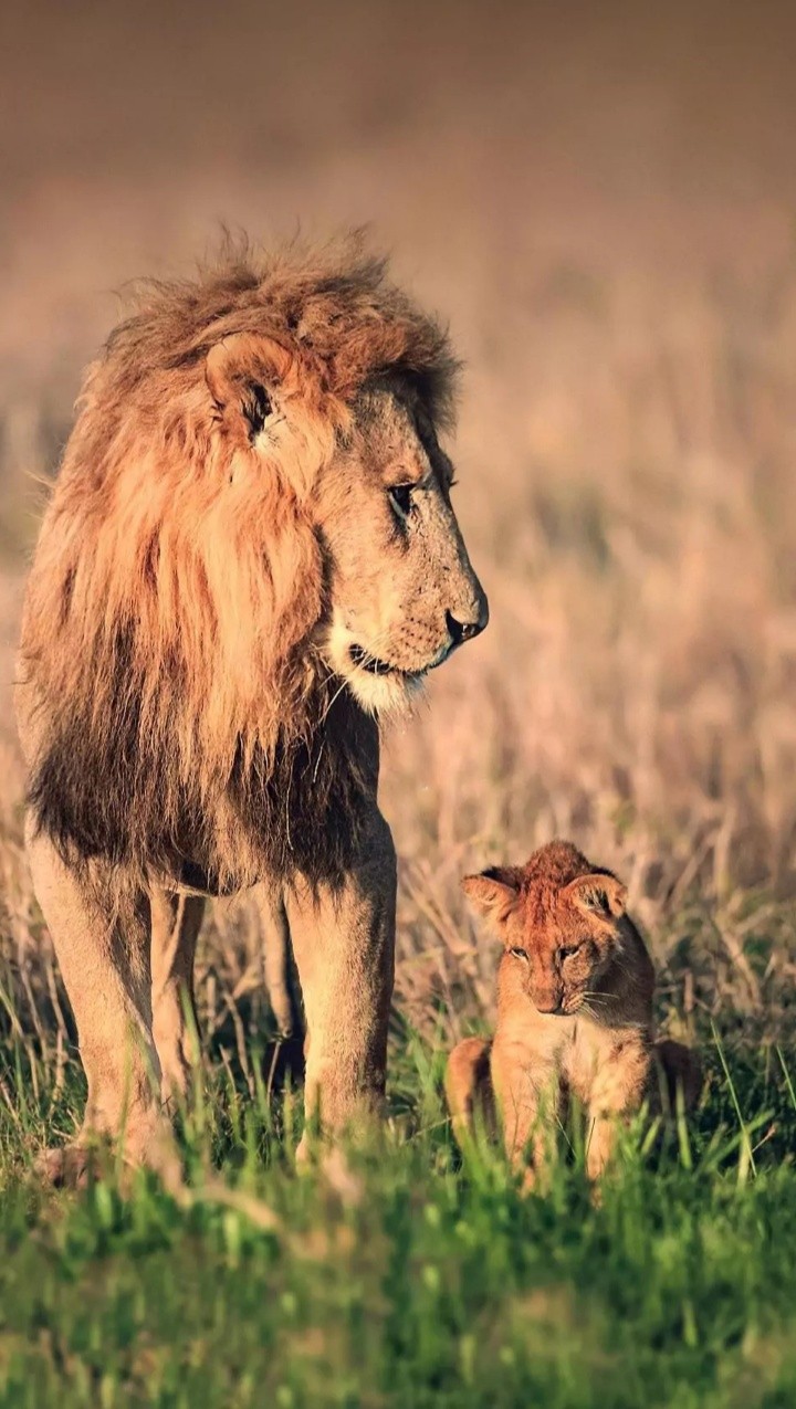 Lion and her baby