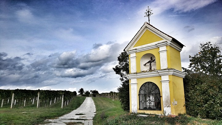 vineyard