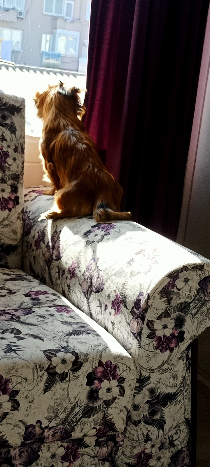 My cute dog