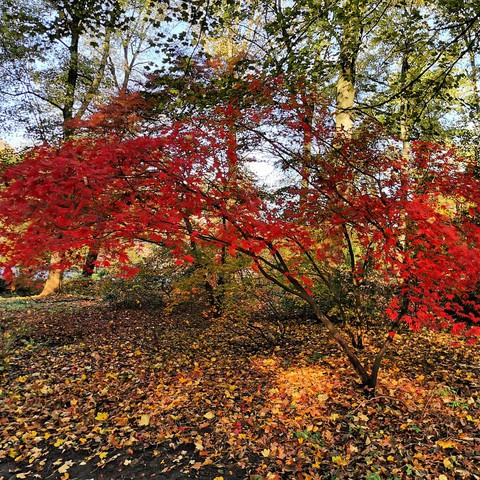 Rombergpark Dortmund