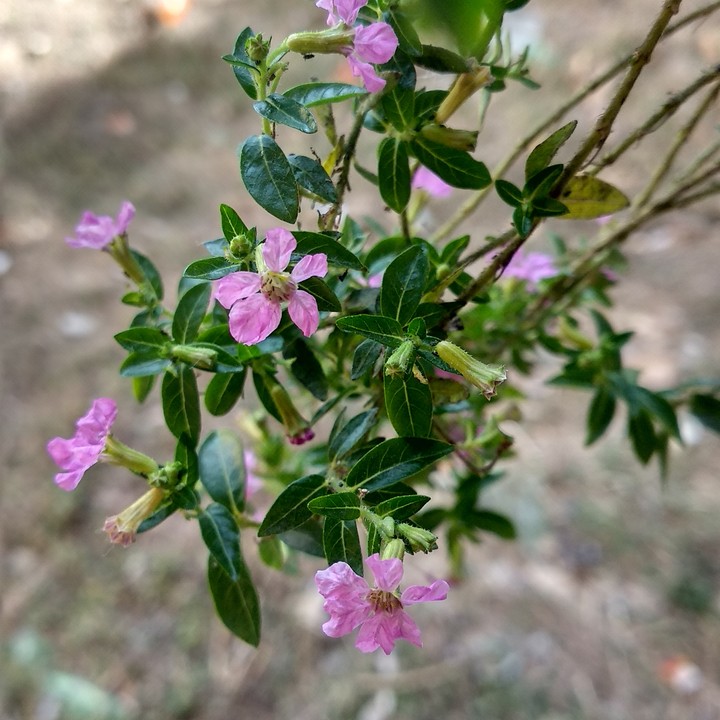 good vibe flower