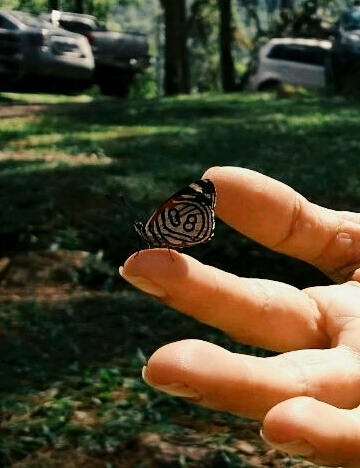 Butterfly 8