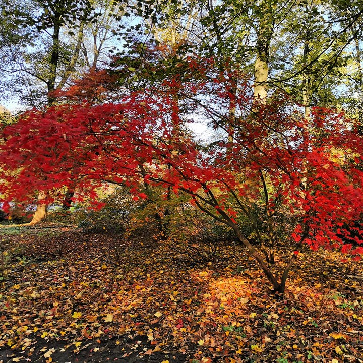 Rombergpark

Dortmund