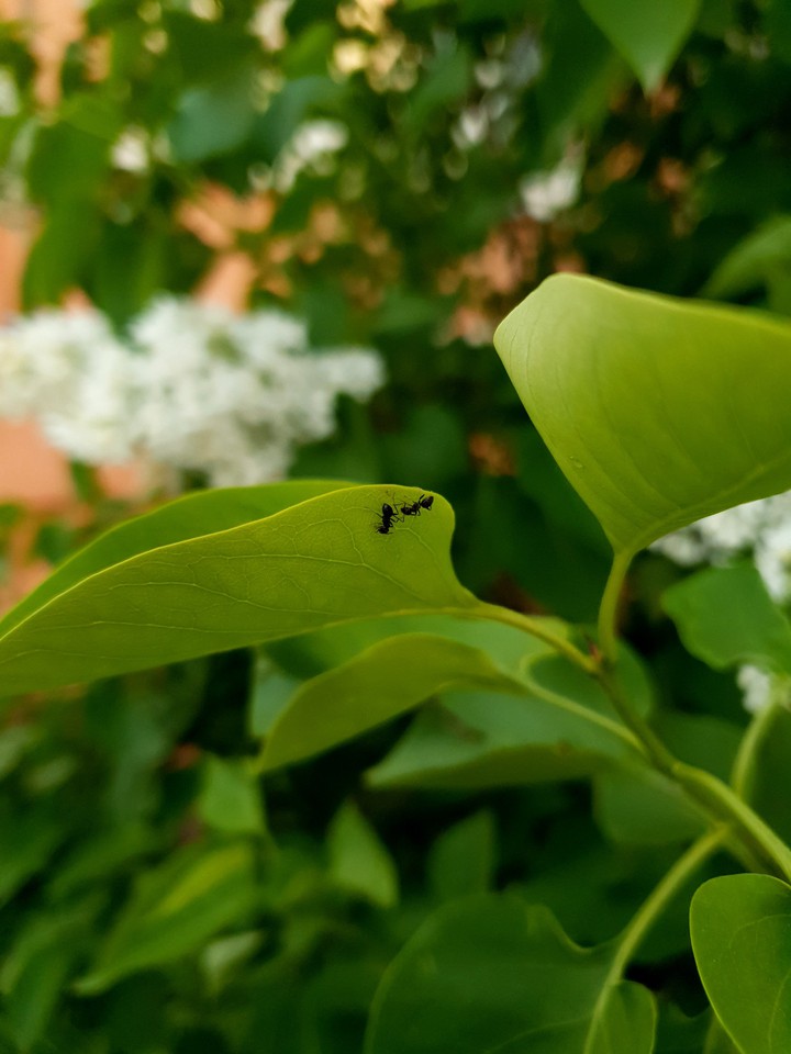 ants