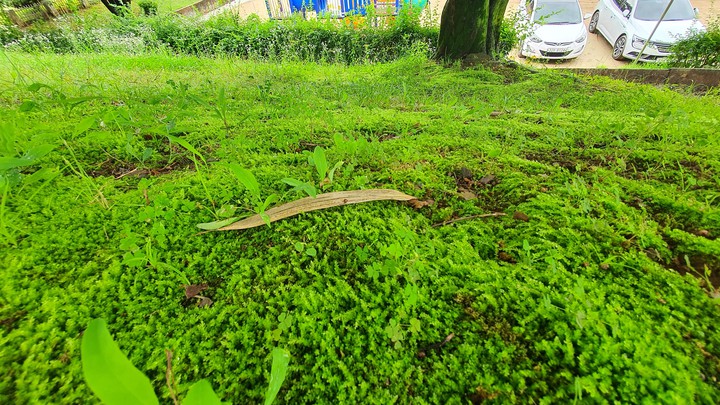 Green moss