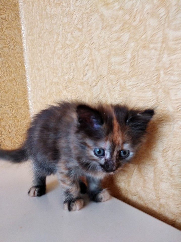 Котёнок