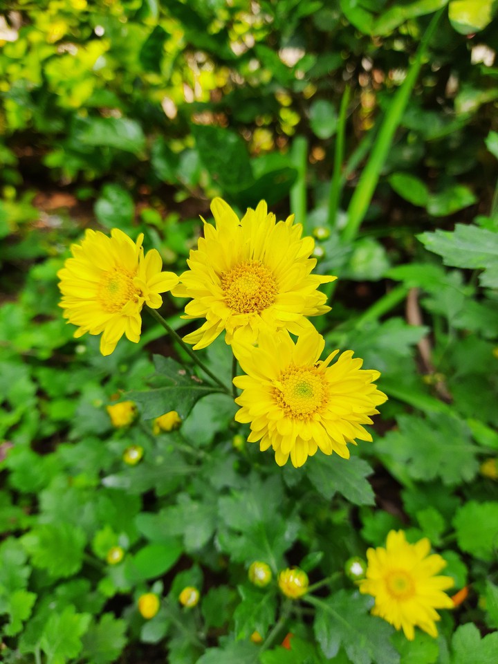 Yellow Chamanthi Chrysanthemum